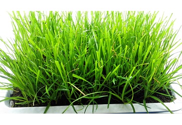 抖圈(中国区)人生就是搏!