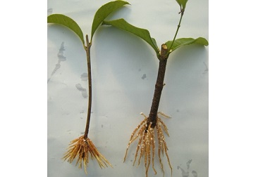 抖圈(中国区)人生就是搏!